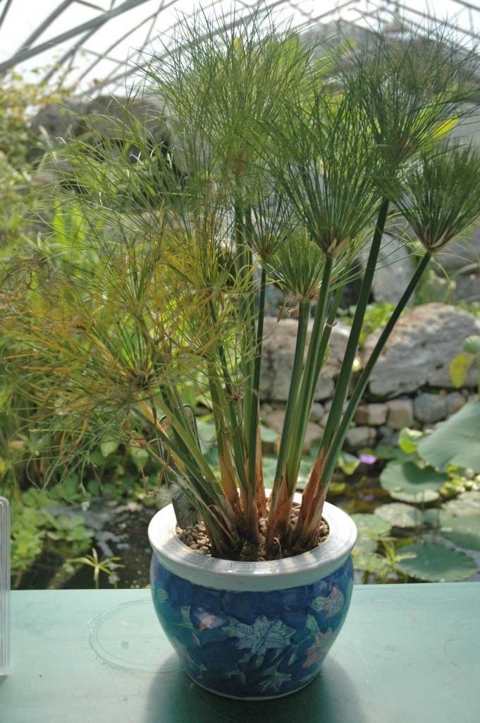 papyrus dwarf cyperus plants plant