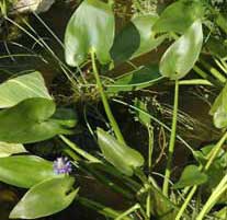 Pickerel weed (Pontederia cordata)