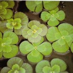 CLOVER