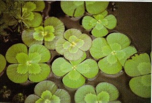 Water Clover (Marsilea Mutica)