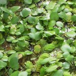 FrogBit