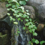 Pennywort in Feather rock pond (3)