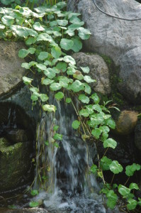 Pennywort over a waterfall