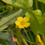 Ranunculus