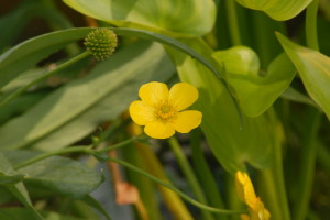 Yellow Buttercup