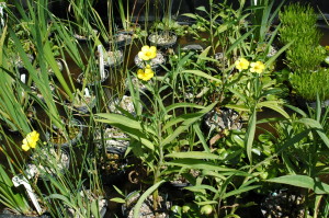 Yellow Buttercups July 08