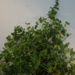Water Mint