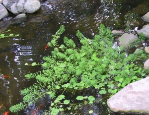 Parrots Feather (Myrophyllium Aquatica)