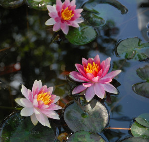 WATER LILY