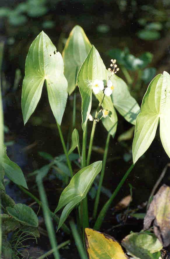Arrowhead (Sagittaria Latifolia)