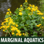 Marginal Aquatics