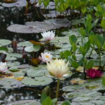 2016-08-14 LilyPond Blooms (9)