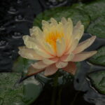 2019-08-08 Barbara Dobbins (3)