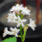 Bog Bean bloom3