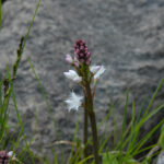 Bog bean blossum