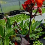 Canna Australis bloom (5)
