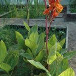Canna ‘Bengal Tiger Blossums (1)