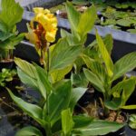 Canna Striped Beauty bloom