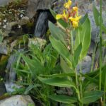 Canna Striped Beauty blossum (2)