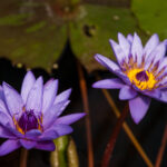 Director George T. Moore