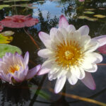 Green Smoke red leaves