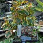 Houtenia Cordata (1)
