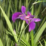 Iris – Blackgamecock7