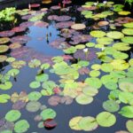 Lily pads