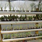 Marginals in gutter tanks