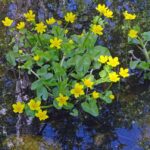 Marsh Marigold