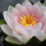 Mdme Wilfrom Gonnere