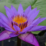 Nymphaea+’Panama+Pacific’+2+(1+of+1)