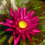 Nymphaea+’Virginia+Mclane’+4+(1+of+1)