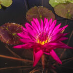 Nymphaea+’Virginia+Mclane’+5+(1+of+1)