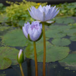 Pamela flowers and buds