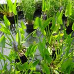 Pickeral Rush Blue (1)