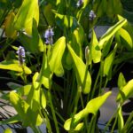 Pickeral Rush Blue (2)