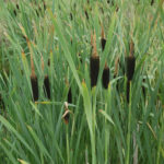 Typha angustifolia