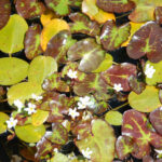 Varigated Water Snowflake