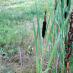 cattail catkin