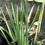 sweet flag varigated