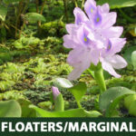 FloaterMarginal