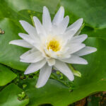 Perry’s Double White